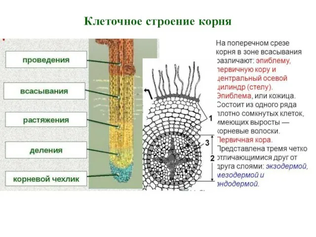 Клеточное строение корня