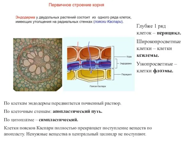 Глубже 1 ряд клеток – перицикл. Широкопросветные клетки – клетки ксилемы. Узкопросветные