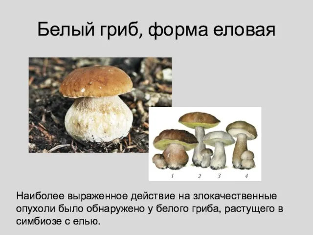 Белый гриб, форма еловая Наиболее выраженное действие на злокачественные опухоли было обнаружено
