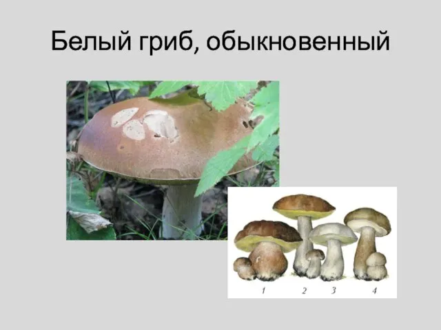 Белый гриб, обыкновенный