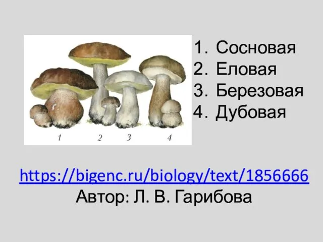 https://bigenc.ru/biology/text/1856666 Автор: Л. В. Гарибова Сосновая Еловая Березовая Дубовая