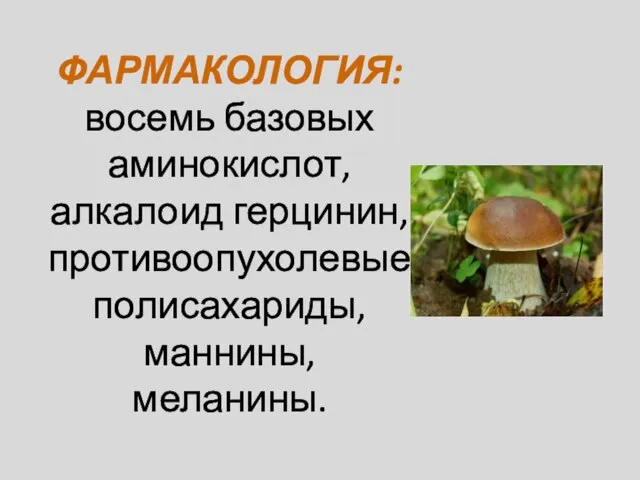 ФАРМАКОЛОГИЯ: восемь базовых аминокислот, алкалоид герцинин, противоопухолевые полисахариды, маннины, меланины.