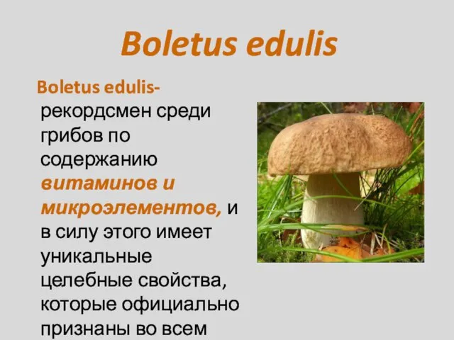 Boletus edulis Boletus edulis-рекордсмен среди грибов по содержанию витаминов и микроэлементов, и