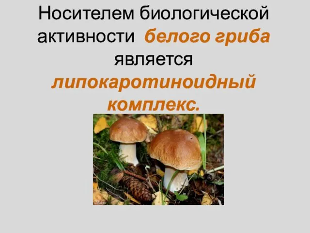 Носителем биологической активности белого гриба является липокаротиноидный комплекс.