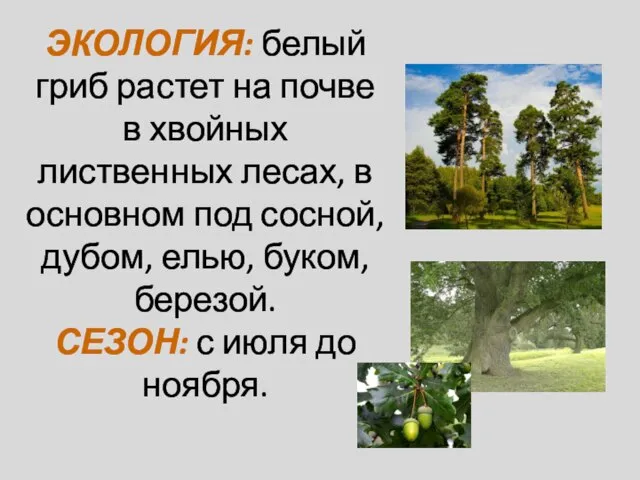 ЭКОЛОГИЯ: белый гриб растет на почве в хвойных лиственных лесах, в основном