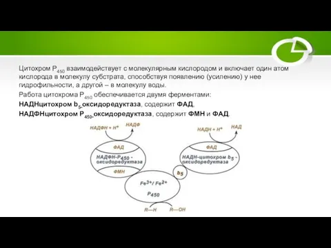 Цитохром Р450 взаимодействует с молекулярным кислородом и включает один атом кислорода в