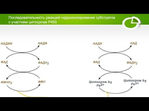Последовательность реакций гидроксилирования субстратов с участием цитохрома Р450