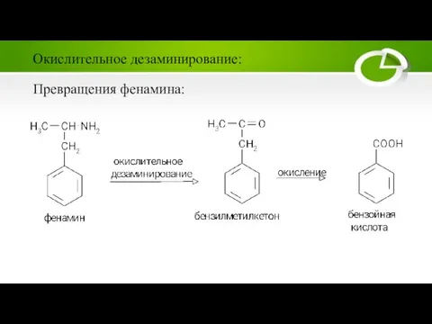 Превращения фенамина: Окислительное дезаминирование: