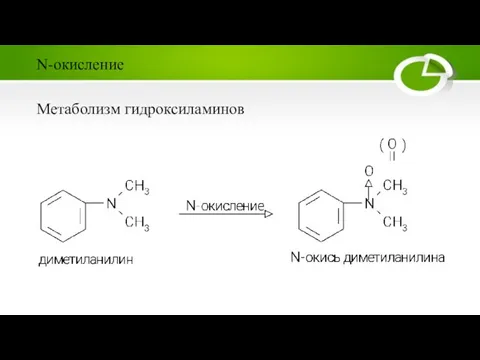 Метаболизм гидроксиламинов N-окисление