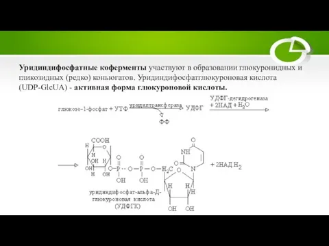 Уридиндифосфатные коферменты участвуют в образовании глюкуронидных и гликозидных (редко) коньюгатов. Уридиндифосфатглюкуроновая кислота