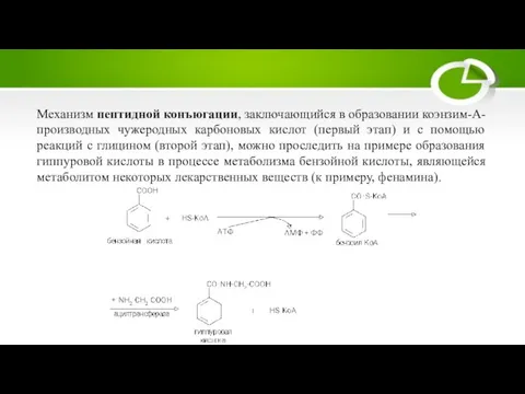 Механизм пептидной конъюгации, заключающийся в образовании коэнзим-А-производных чужеродных карбоновых кислот (первый этап)