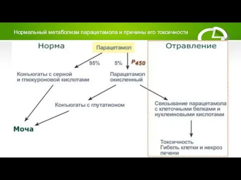 Нормальный метаболизм парацетамола и причины его токсичности