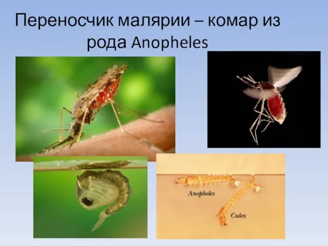 Переносчик малярии – комар из рода Anopheles