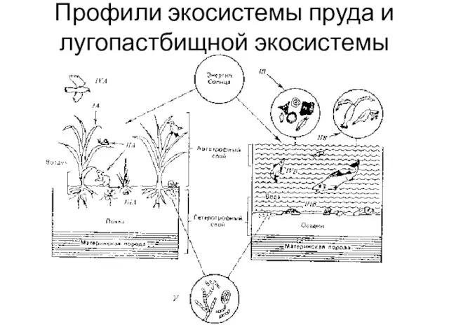 Профили экосистемы пруда и лугопастбищной экосистемы