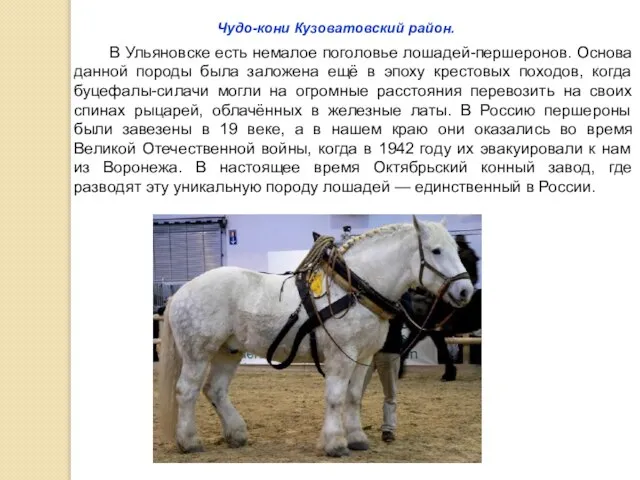Чудо-кони Кузоватовский район. В Ульяновске есть немалое поголовье лошадей-першеронов. Основа данной породы