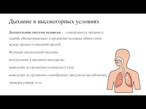 Дыхание в высокогорных условиях Дыхательная система человека — совокупность органов и тканей,