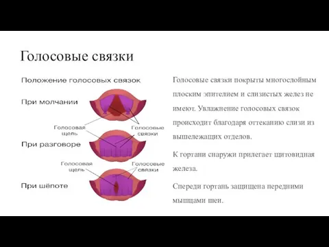 Голосовые связки Голосовые связки покрыты многослойным плоским эпителием и слизистых желез не