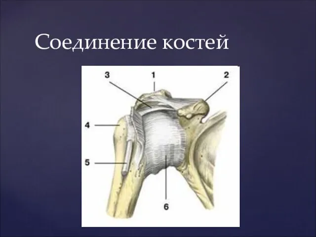 Соединение костей