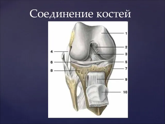 Соединение костей