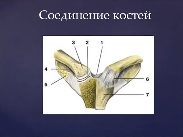 Соединение костей