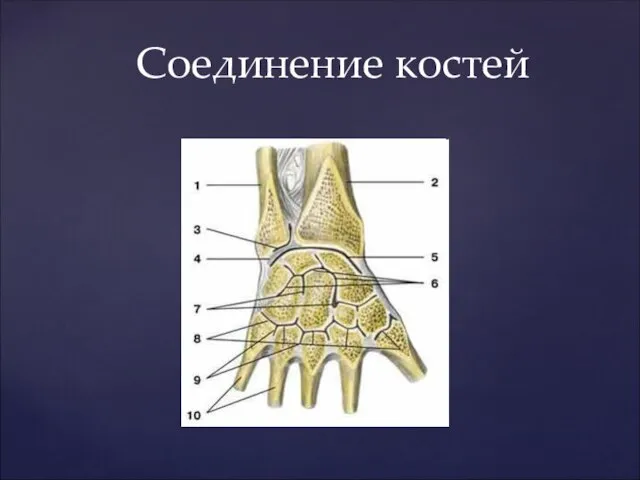 Соединение костей