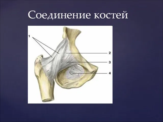 Соединение костей