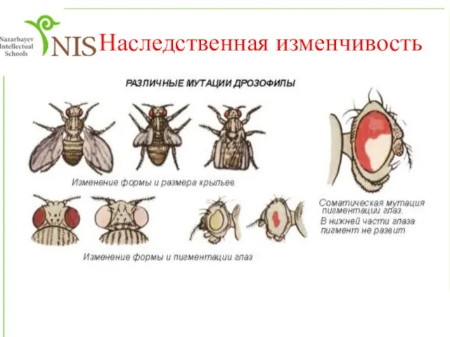 Наследственная изменчивость