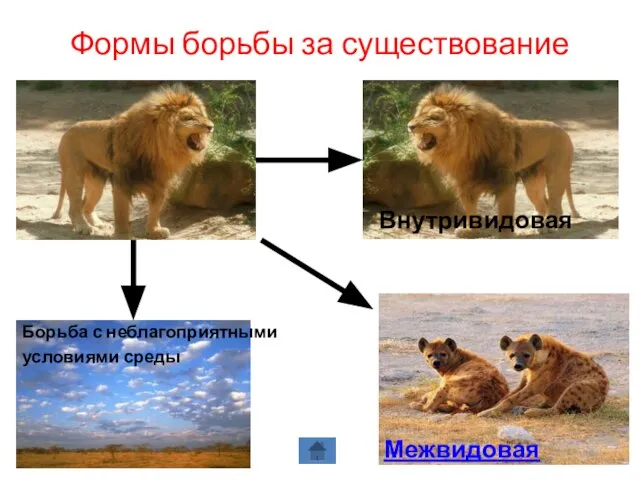 Формы борьбы за существование Межвидовая Внутривидовая Борьба с неблагоприятными условиями среды