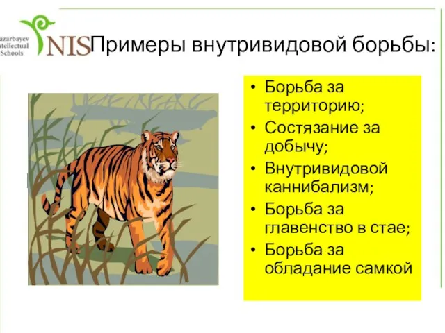 Примеры внутривидовой борьбы: Борьба за территорию; Состязание за добычу; Внутривидовой каннибализм; Борьба