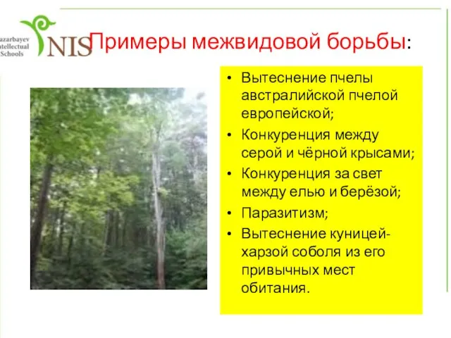 Примеры межвидовой борьбы: Вытеснение пчелы австралийской пчелой европейской; Конкуренция между серой и