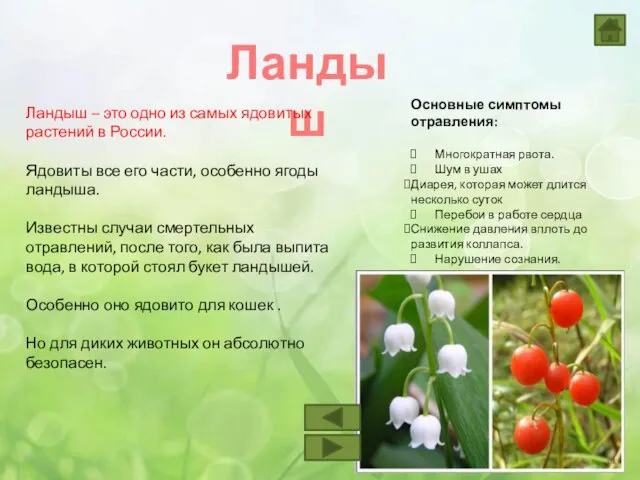 Ландыш Ландыш – это одно из самых ядовитых растений в России. Ядовиты