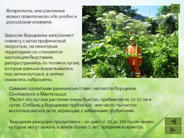 Встретить это растение можно практически где угодно в российском климате. Заросли борщевика