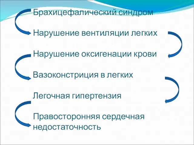 Брахицефалический синдром Нарушение вентиляции легких Нарушение оксигенации крови Вазоконстриция в легких Легочная гипертензия Правосторонняя сердечная недостаточность