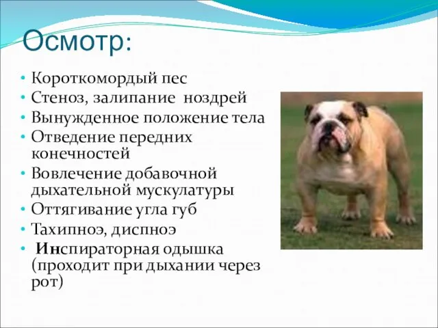 Осмотр: Короткомордый пес Стеноз, залипание ноздрей Вынужденное положение тела Отведение передних конечностей