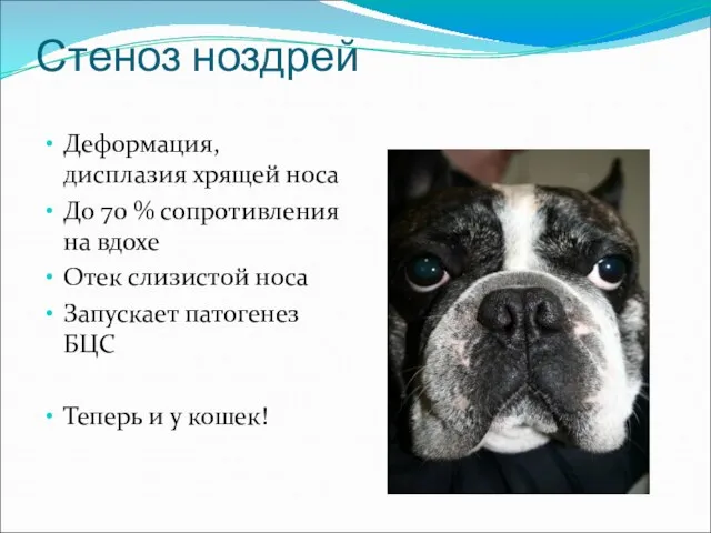 Стеноз ноздрей Деформация, дисплазия хрящей носа До 70 % сопротивления на вдохе