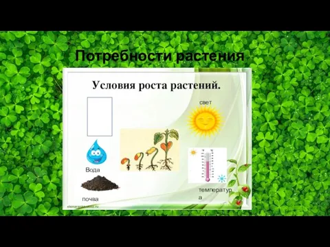 Потребности растения свет Вода почва температура