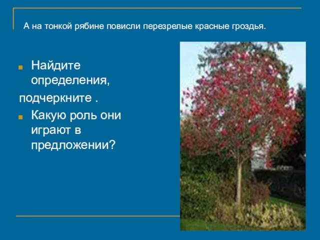 А на тонкой рябине повисли перезрелые красные гроздья. Найдите определения, подчеркните .