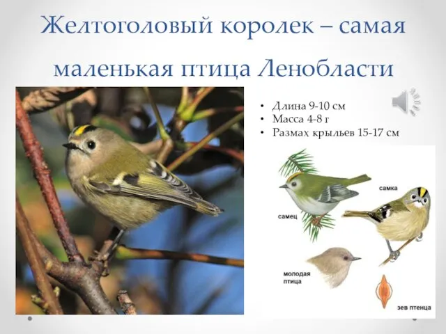 Желтоголовый королек – самая маленькая птица Ленобласти Длина 9-10 см Масса 4-8