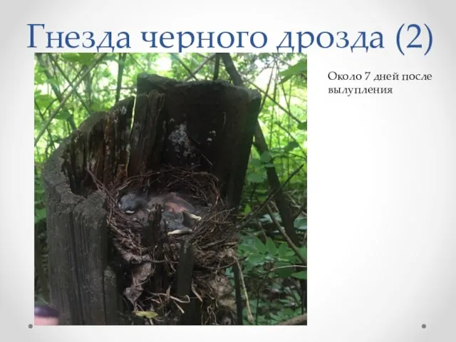 Гнезда черного дрозда (2) Около 7 дней после вылупления