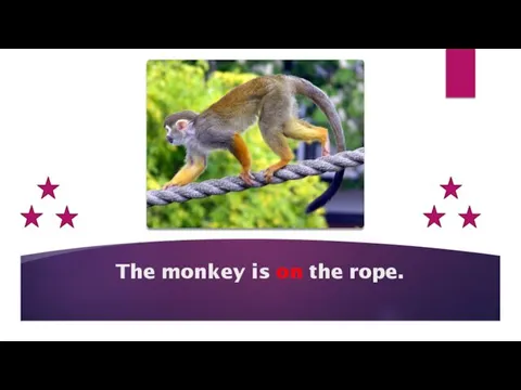 The monkey is on the rope.