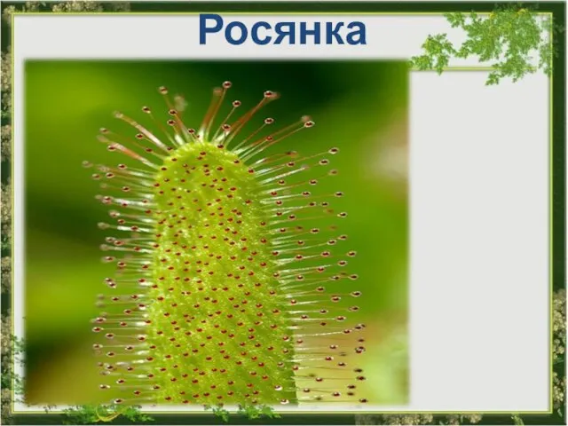 Росянка