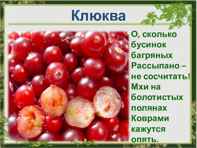 Клюква О, сколько бусинок багряных Рассыпано – не сосчитать! Мхи на болотистых полянах Коврами кажутся опять.