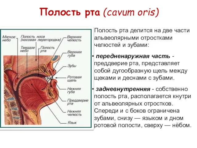 Полость рта (cavum oris) Полость рта делится на две части альвеолярными отростками