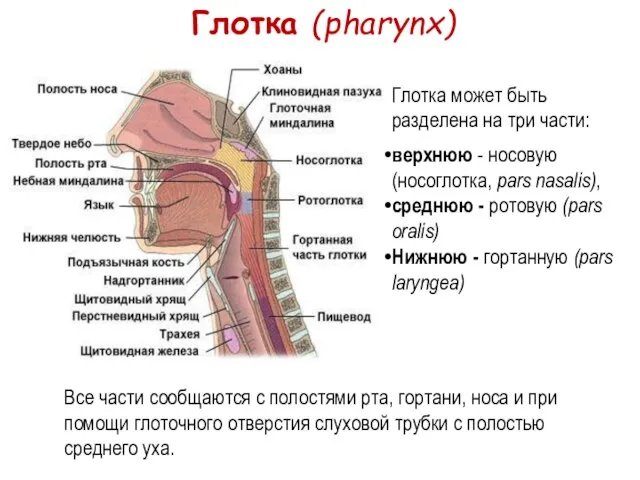 Глотка (pharynx) Глотка может быть разделена на три части: верхнюю - носовую
