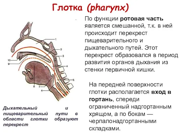 Глотка (pharynx) Дыхательный и пищеварительный пути в области глотки образуют перекрест По