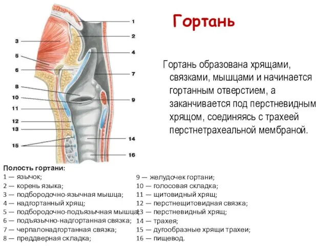 9 — желудочек гортани; 10 — голосовая складка; 11 — щитовидный хрящ;