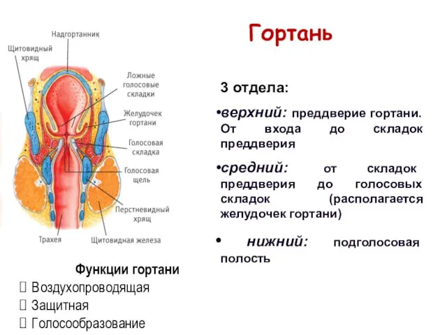 3 отдела: верхний: преддверие гортани. От входа до складок преддверия средний: от