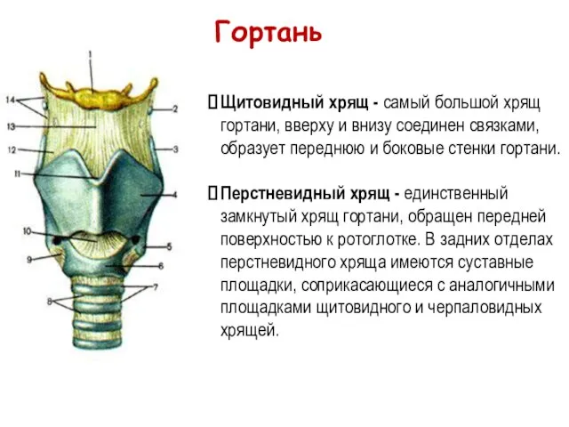 Щитовидный хрящ - самый большой хрящ гортани, вверху и внизу соединен связками,