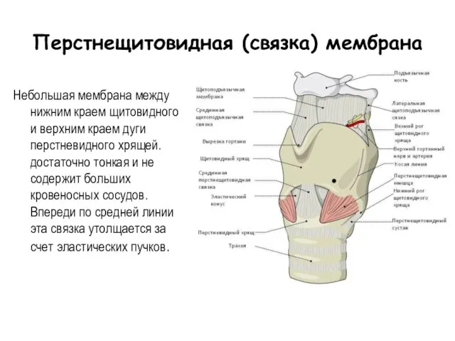 Перстнещитовидная (связка) мембрана Небольшая мембрана между нижним краем щитовидного и верхним краем