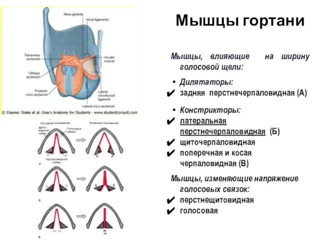 Мышцы гортани Мышцы, влияющие на ширину голосовой щели: Дилятаторы: задняя перстнечерпаловидная (А)